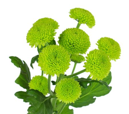 Beautiful green chrysanthemum isolated on whiteの写真素材