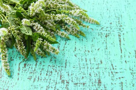 Fresh mint flowers on blue wooden background