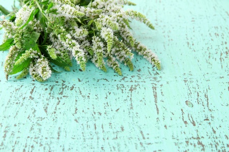 Fresh mint flowers on blue wooden backgroundの写真素材