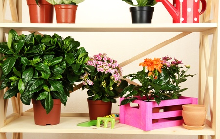 Beautiful flowers in pots on wooden shelves on roomの写真素材
