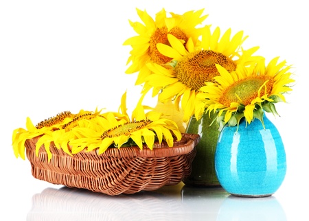 Beautiful sunflowers in color vases and wicker basket, isolated on whiteの写真素材