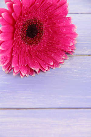 Beautiful pink gerbera flower on purple wooden tableの写真素材
