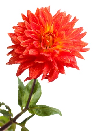 Red dahlia flower isolated on whiteの写真素材