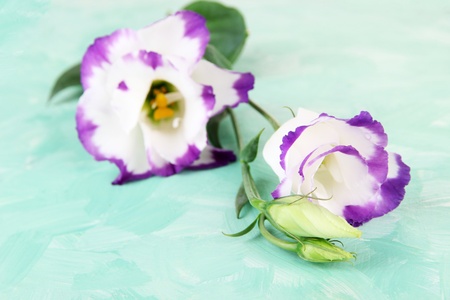 Bouquet of eustoma flowers on color wooden background