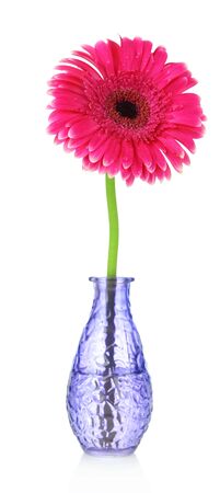 Beautiful pink gerbera flower in vase isolated on whiteの写真素材