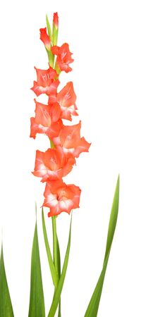Beautiful gladiolus flower isolated on whiteの写真素材