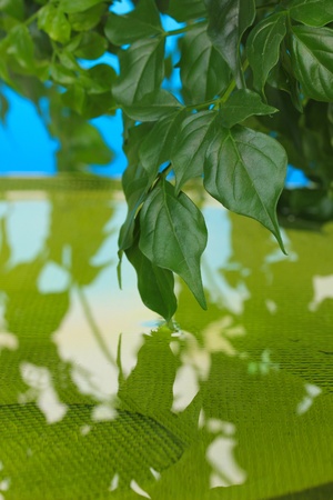 Green leaves with reflection in waterの写真素材
