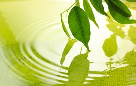 Green leaves with reflection in waterの写真素材