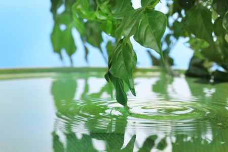 Green leaves with reflection in waterの写真素材