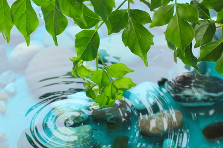 Green leaves with reflection in waterの写真素材