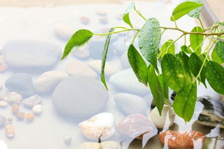 Green leaves with reflection in waterの写真素材