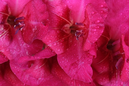Beautiful gladiolus flower close upの写真素材