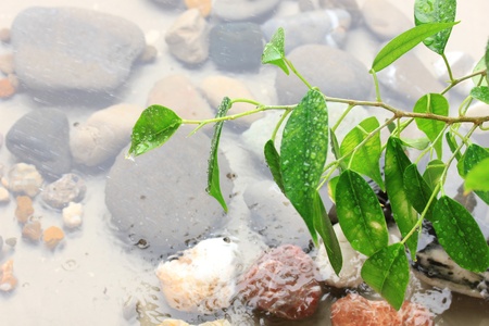 Green leaves with reflection in waterの写真素材