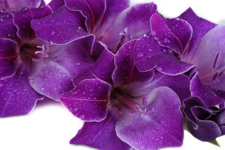 Beautiful gladiolus flower close upの写真素材