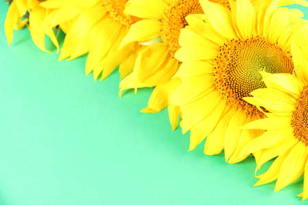 Beautiful sunflowers on color backgroundの写真素材