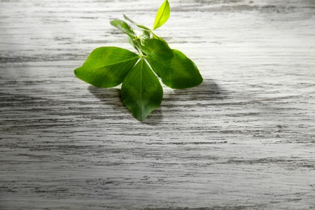 Clover leaf on wooden table