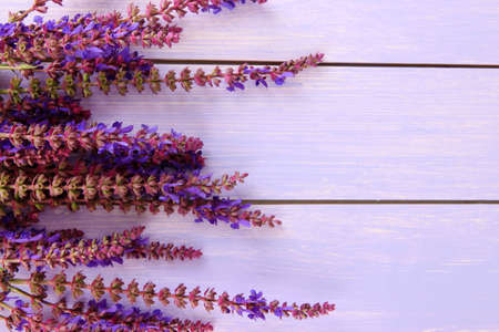 Salvia flowers on purple wooden backgroundの写真素材