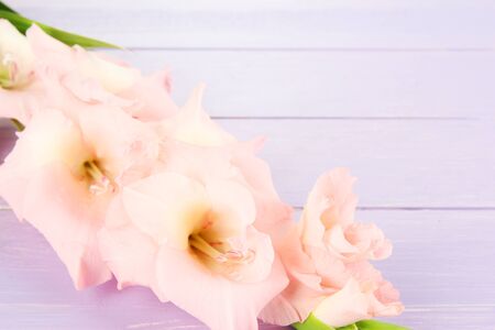 Beautiful gladiolus flower on wooden backgroundの写真素材