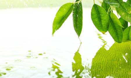 Green leaves with reflection in waterの写真素材