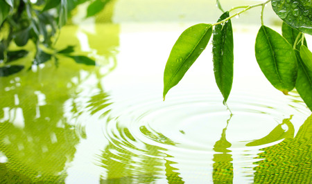 Green leaves with reflection in waterの写真素材
