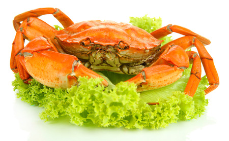 Boiled crab isolated on whiteの写真素材