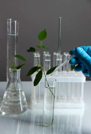 Test tubes with plant on gray backgroundの写真素材