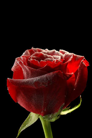 Red rose in ice, isolated on blackの写真素材