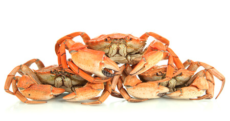 Boiled crabs isolated on whiteの写真素材