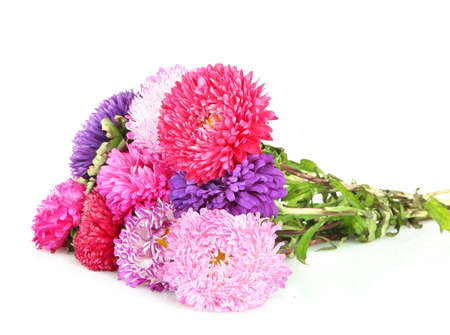 Bright aster flowers, isolated on whiteの写真素材