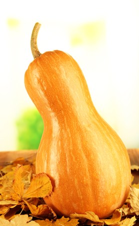 Ripe pumpkin on yellow autumn leaves on natural backgroundの写真素材