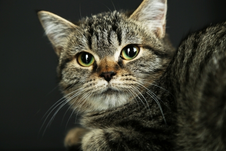 Cat isolated on blackの写真素材
