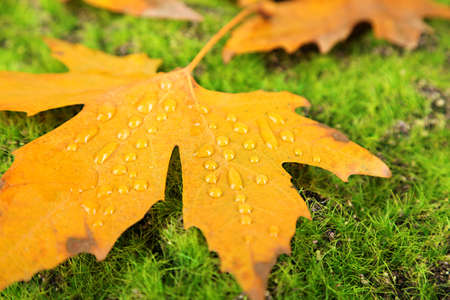 Maple leaves in park, close-up