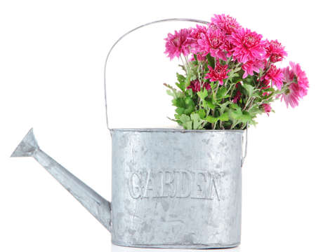 Bouquet of pink autumn chrysanthemum in watering can isolated on whiteの写真素材
