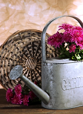 Bouquet of pink chrysanthemum in watering can on wooden tableの写真素材