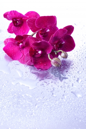 Beautiful orchids with dropsの写真素材