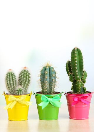 Collection of cactuses in bright pails on wooden tableの写真素材