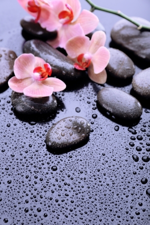 Composition with beautiful blooming orchid with water drops and spa stones, on light gray backgroundの写真素材