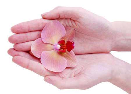 Hand with beautiful orchid flower  isolated on whiteの写真素材