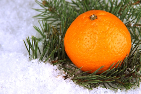 Ripe tangerine with fir branch in snow close upの写真素材