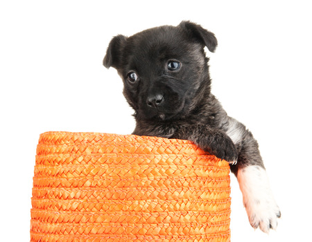Cute puppy in basket isolated on whiteの写真素材