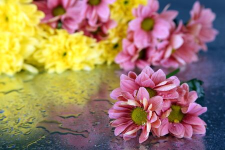 Beautiful flowers on light background with water dropsの写真素材