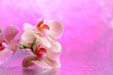 Beautiful blooming orchid with water drops  on light color backgroundの写真素材
