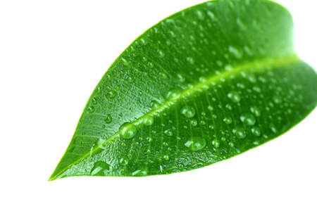Beautiful green leaf, isolated on white