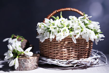 Beautiful snowdrops on grey backgroundの写真素材