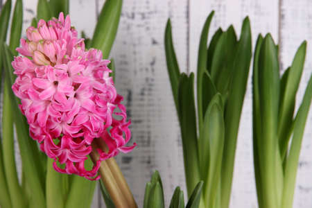 Pink hyacinth on wooden background