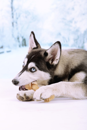 Beautiful cute husky puppy, on winter backgroundの写真素材