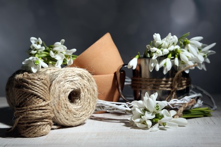 Beautiful snowdrops on grey の写真素材