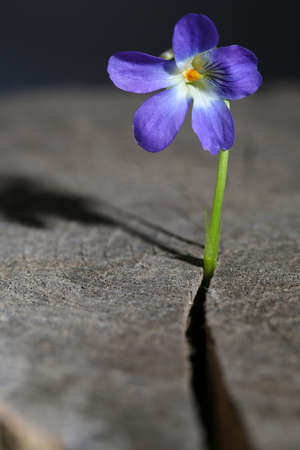 Violet flower on stump, close upの写真素材