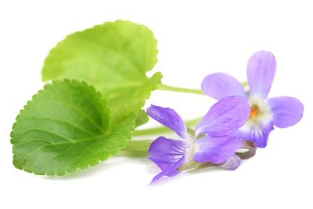 Violets flowers, isolated on white