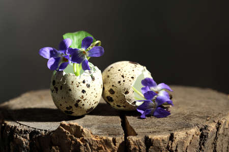 Easter composition with violets flowers in egg shells, close up